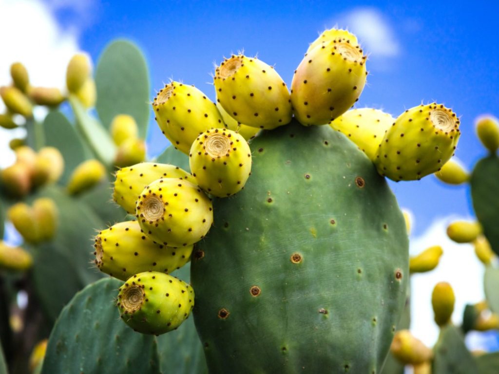 prickly pear1